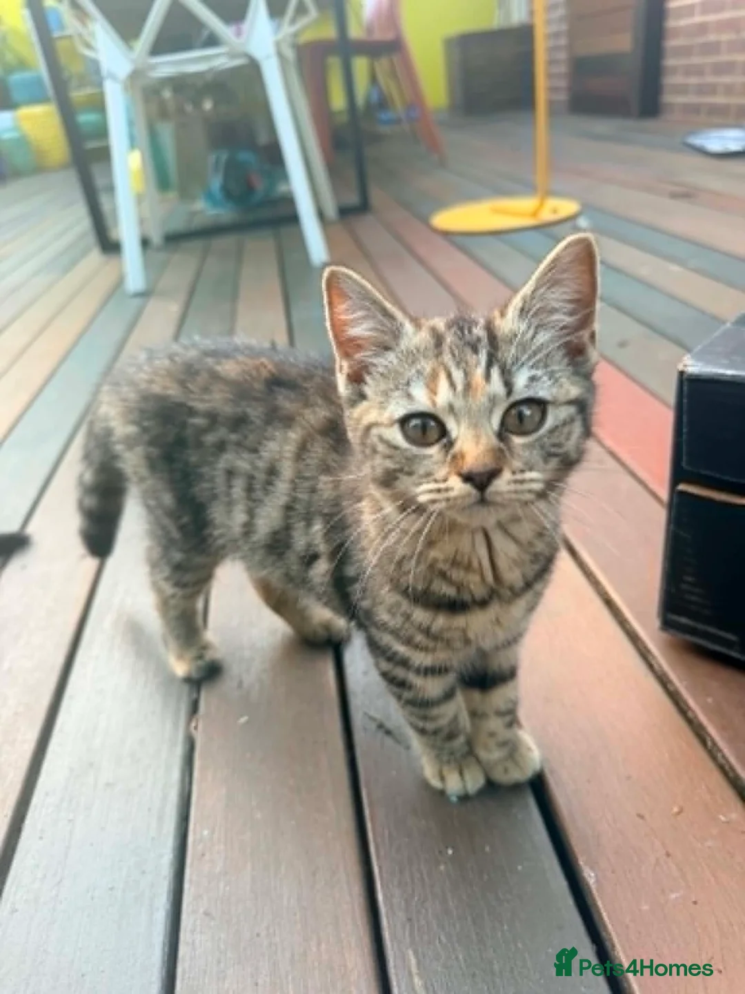 British Shorthair cats for sale: Beautiful British Shorthair Kittens – £300 for 2! - Advert 2