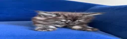 Maine Coon cats for sale: Polydactyl and non poly ready to reserve  - Advert 4