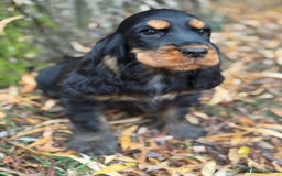 Cocker Spaniel dogs for sale: TRUE SHOW TYPE HEALTH TESTED SHOW TYPE  - Image 12