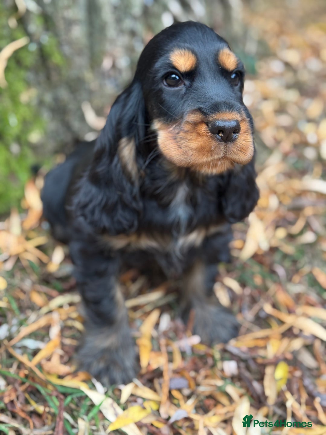 Cocker Spaniel dogs for sale: TRUE SHOW TYPE HEALTH TESTED SHOW TYPE  - Image 12