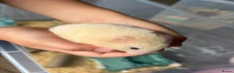 Hamster rodents for sale: Gorgeous baby Syrian hamsters  in Stafford - Advert 7