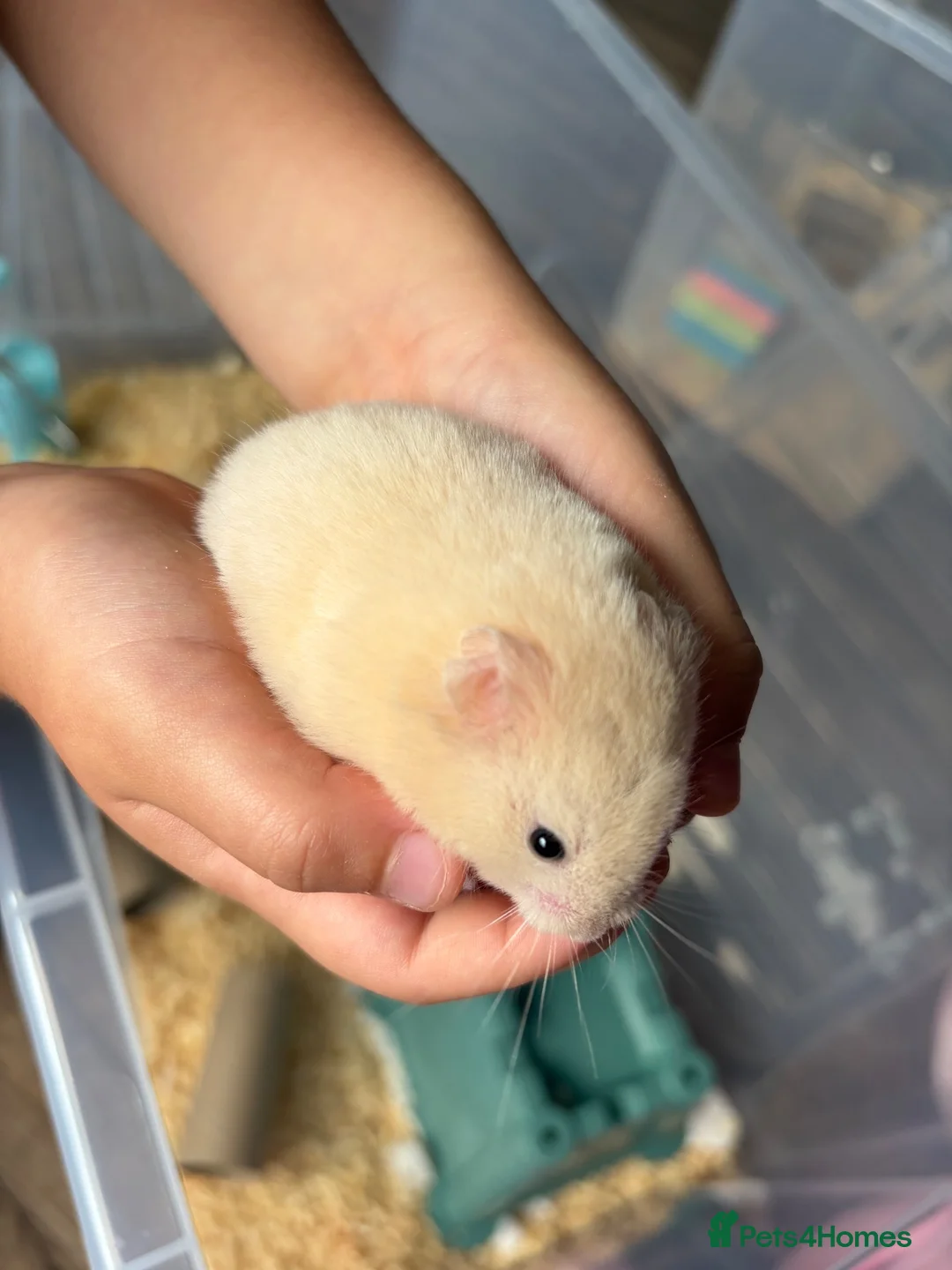 Hamster rodents for sale: Gorgeous baby Syrian hamsters  in Stafford - Advert 7