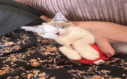 Ragdoll cats for sale: Ragdoll X 15 week kitten for rehoming  - Image 7