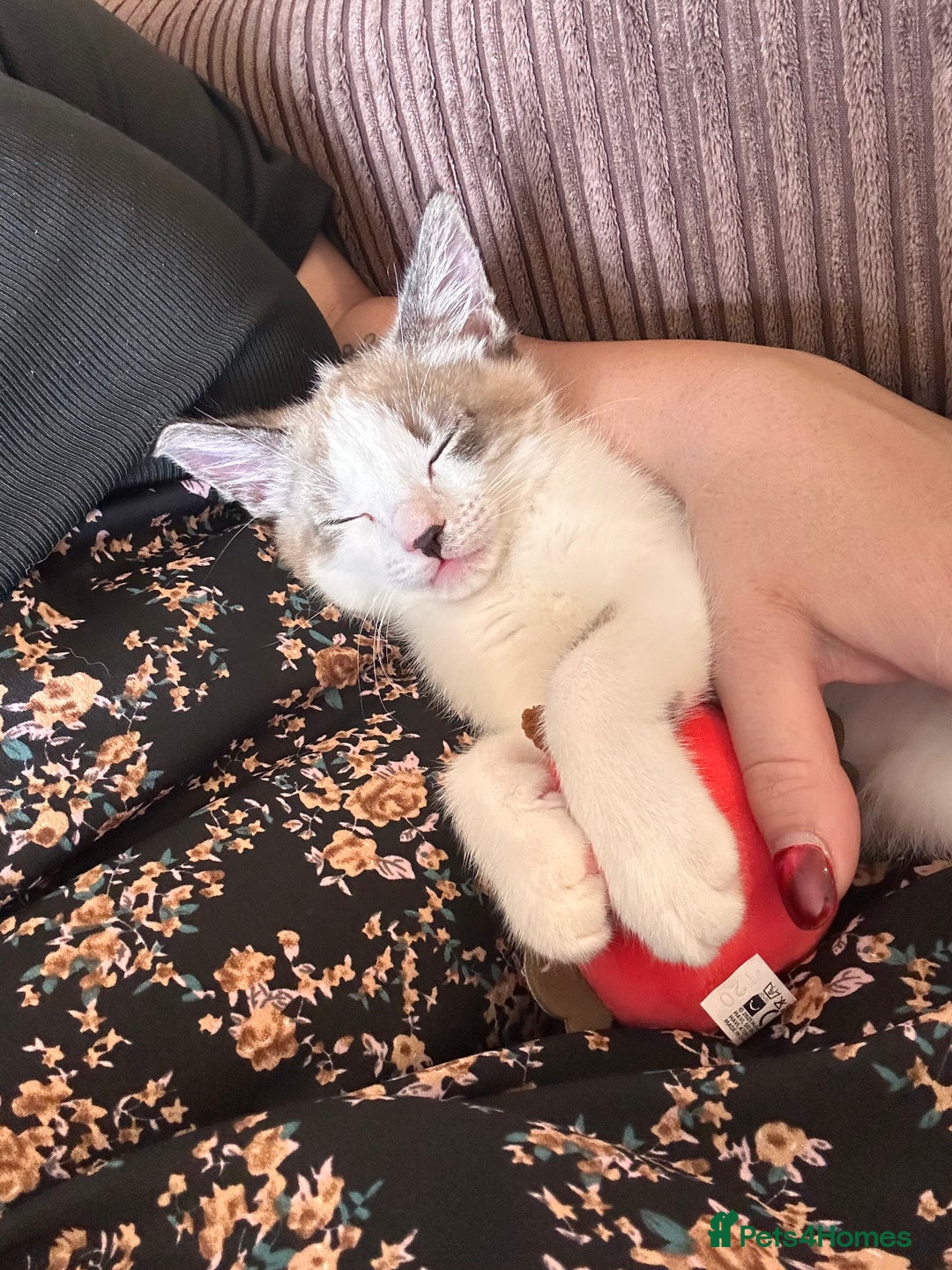 Ragdoll cats for sale: Ragdoll X 15 week kitten for rehoming  - Image 7