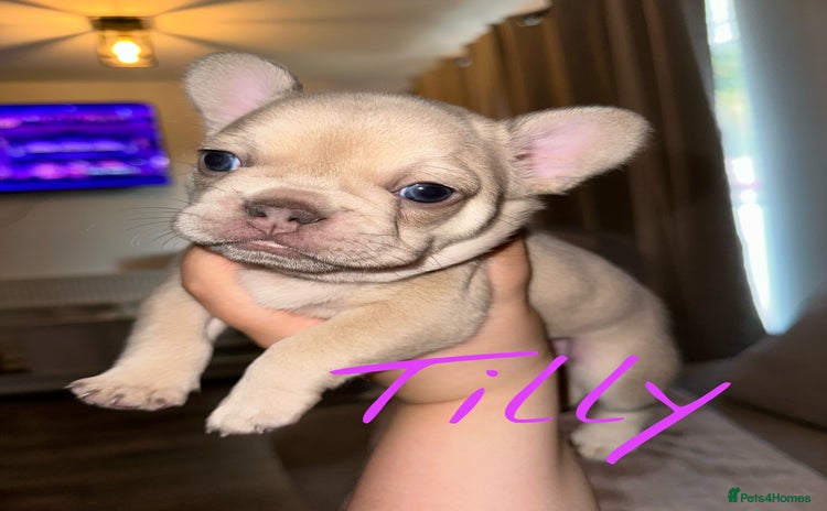 French Bulldog dogs - Advert 1