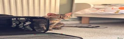 Bengal cats for sale: Miss Coco in Bala - Advert 5