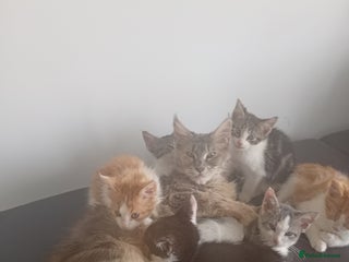 Maine Coon cats - Advert 11