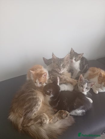 Maine Coon cats - Advert 2