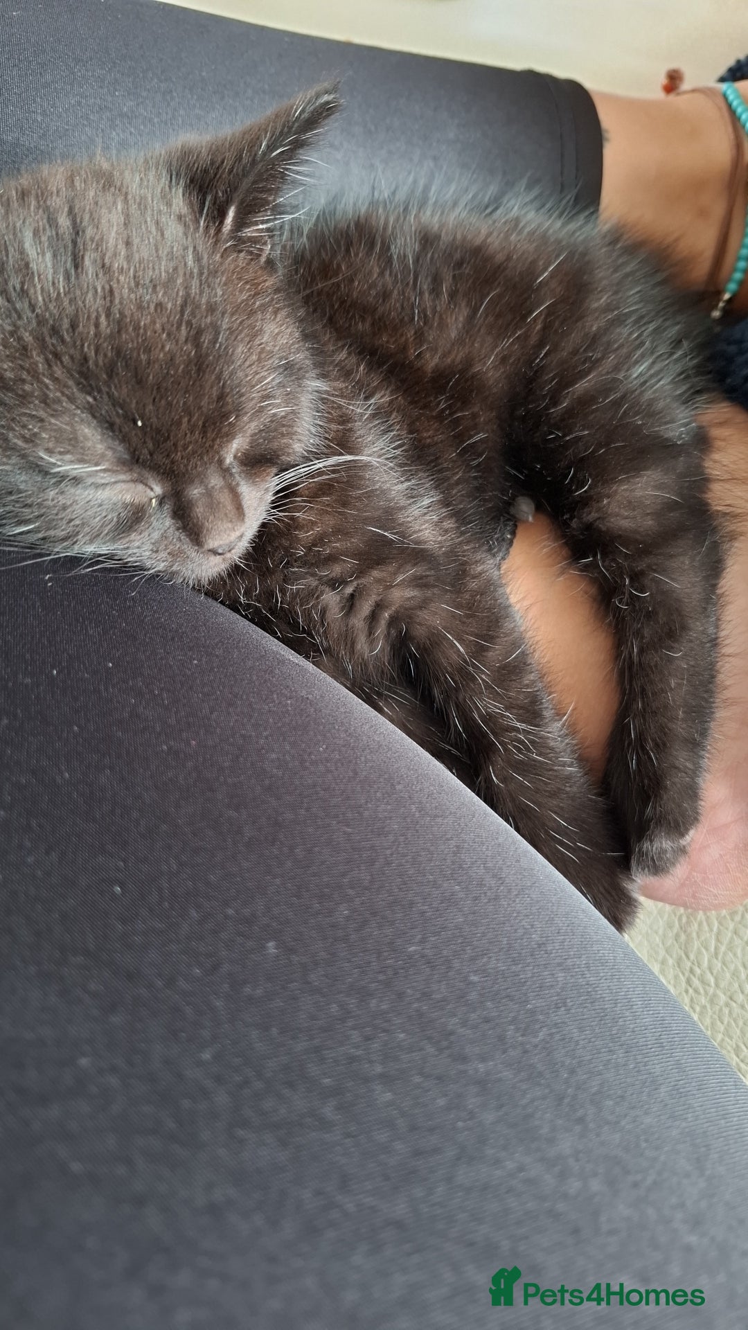 Mixed Breed cats for sale: READY NOW 2 female long haired fluffy kittens - Image 4