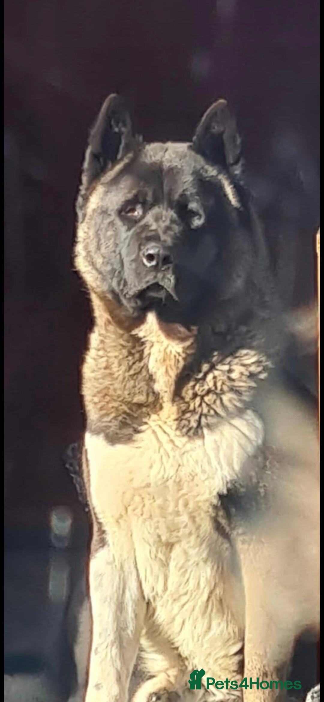 Akita dogs for sale: Male American Akita - Image 1