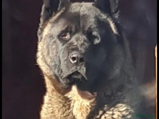 Akita dogs - Advert 4