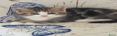Tootsie tabby female 