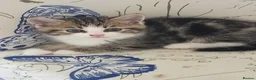 Mixed Breed cats for sale: Beautiful kittens ready now  - Advert 3