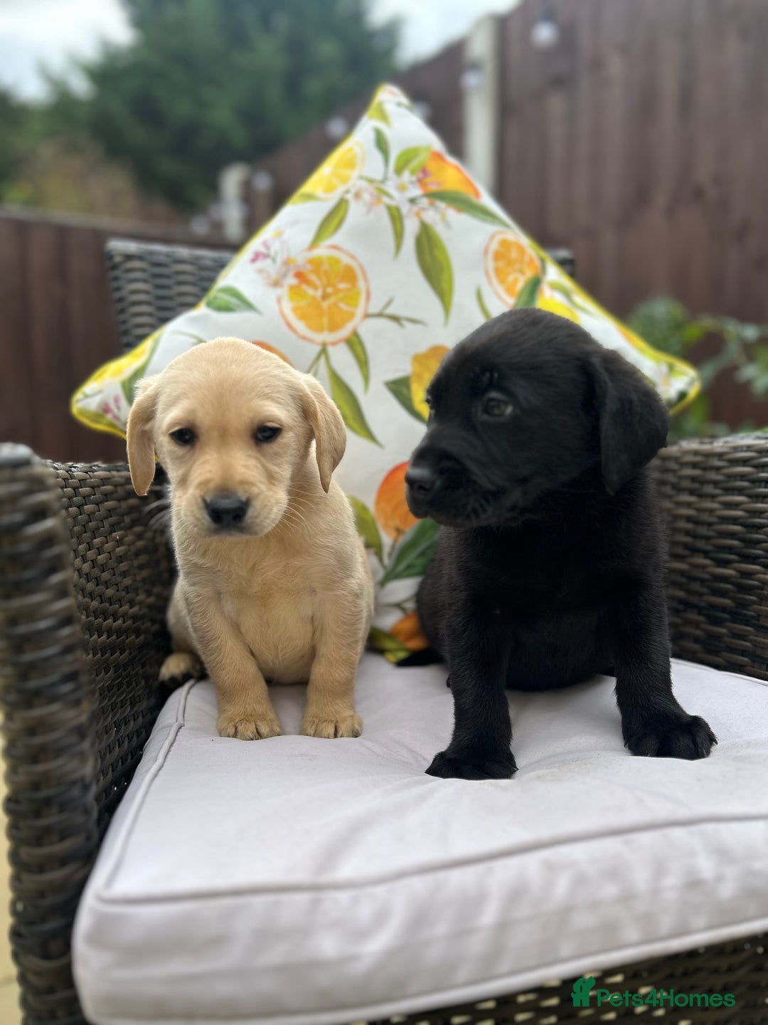 Labrador Retriever dogs for sale: 4 adorable KC reg puppy labradors ready to go  - Image 8