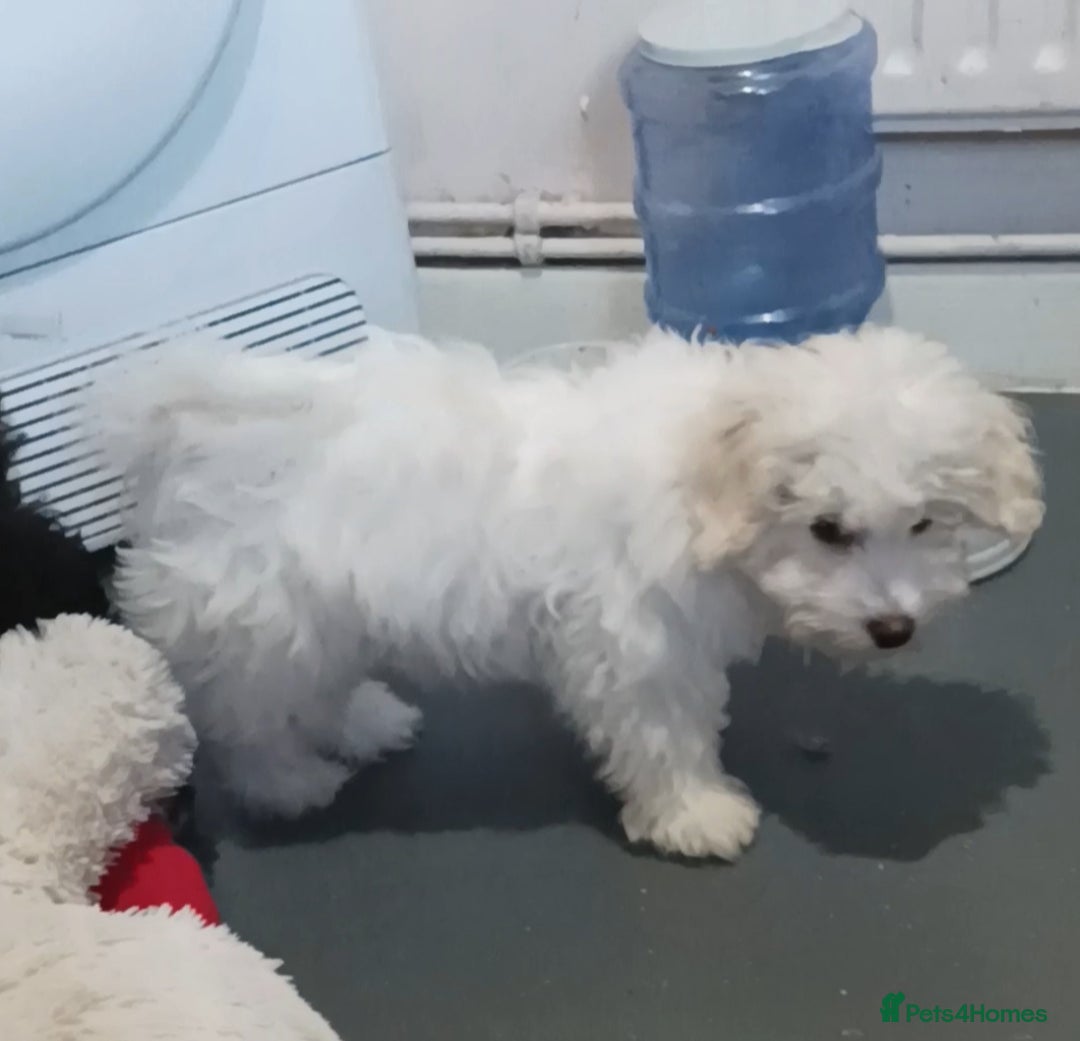 Maltipoo dogs for sale: Beautiful Maltipoo puppies  - Advert 10