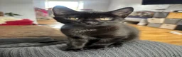 Mixed Breed cats for sale: Two males looking for homes  in Dundee - Advert 3