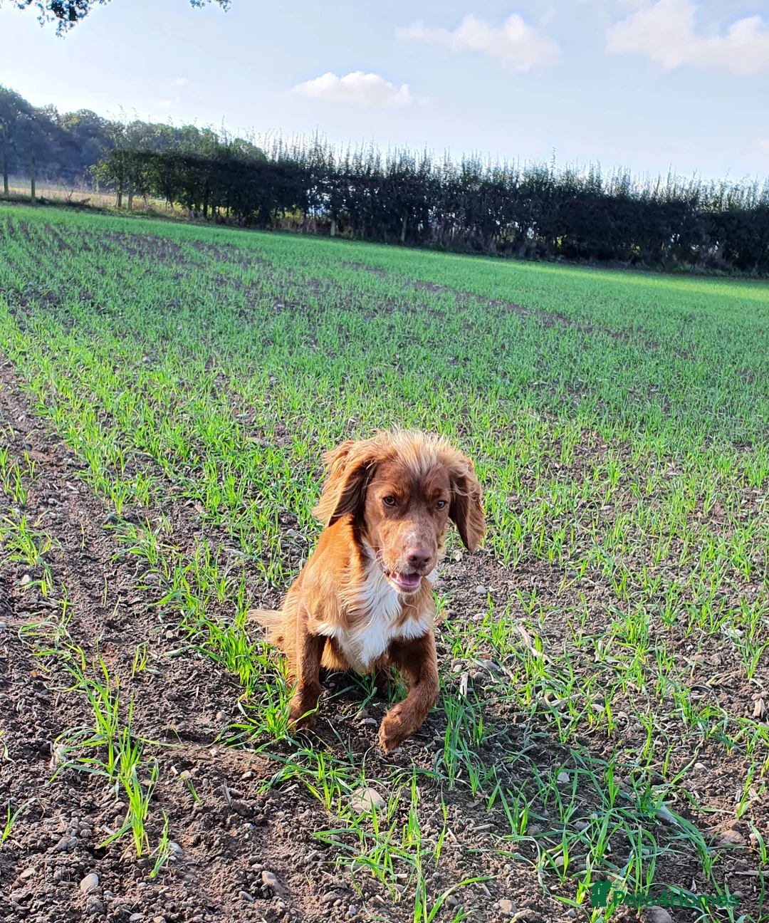 Cocker Spaniel dogs for stud: HEALTH TESTED KC WORKING COCKER SPANIEL STUD in Wolverhampton - Advert 5