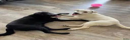 Labrador Retriever dogs for sale: Gorgeous Labrador - Advert 3