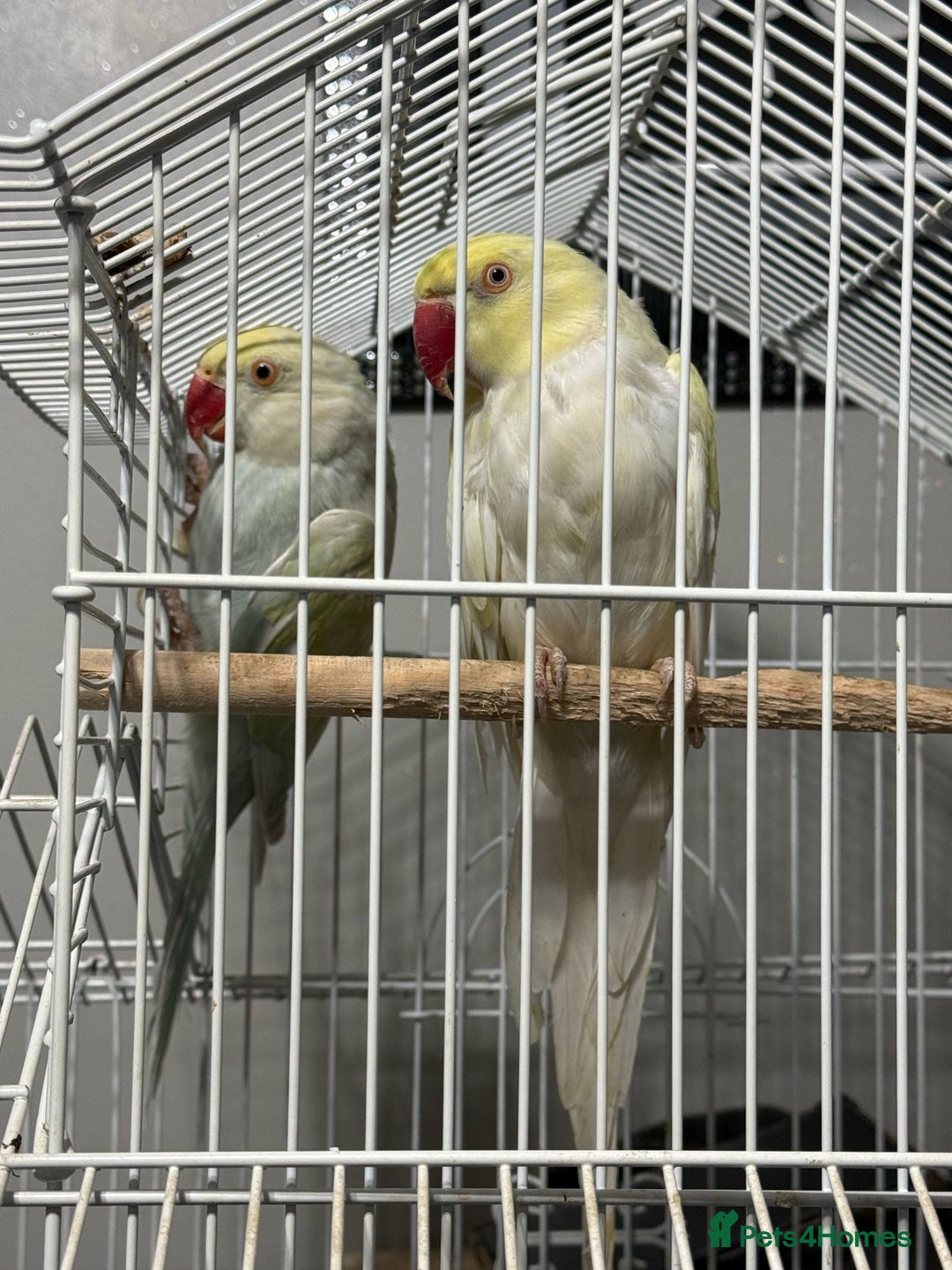 Parrots birds for sale: Indian ringneck (Parakeets) - Image 1