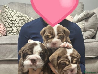 English Bulldog dogs - Advert 2