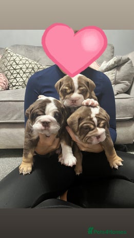 English Bulldog dogs - Advert 2