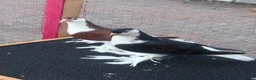 Pigeons birds for sale: Fantail  - Advert 3