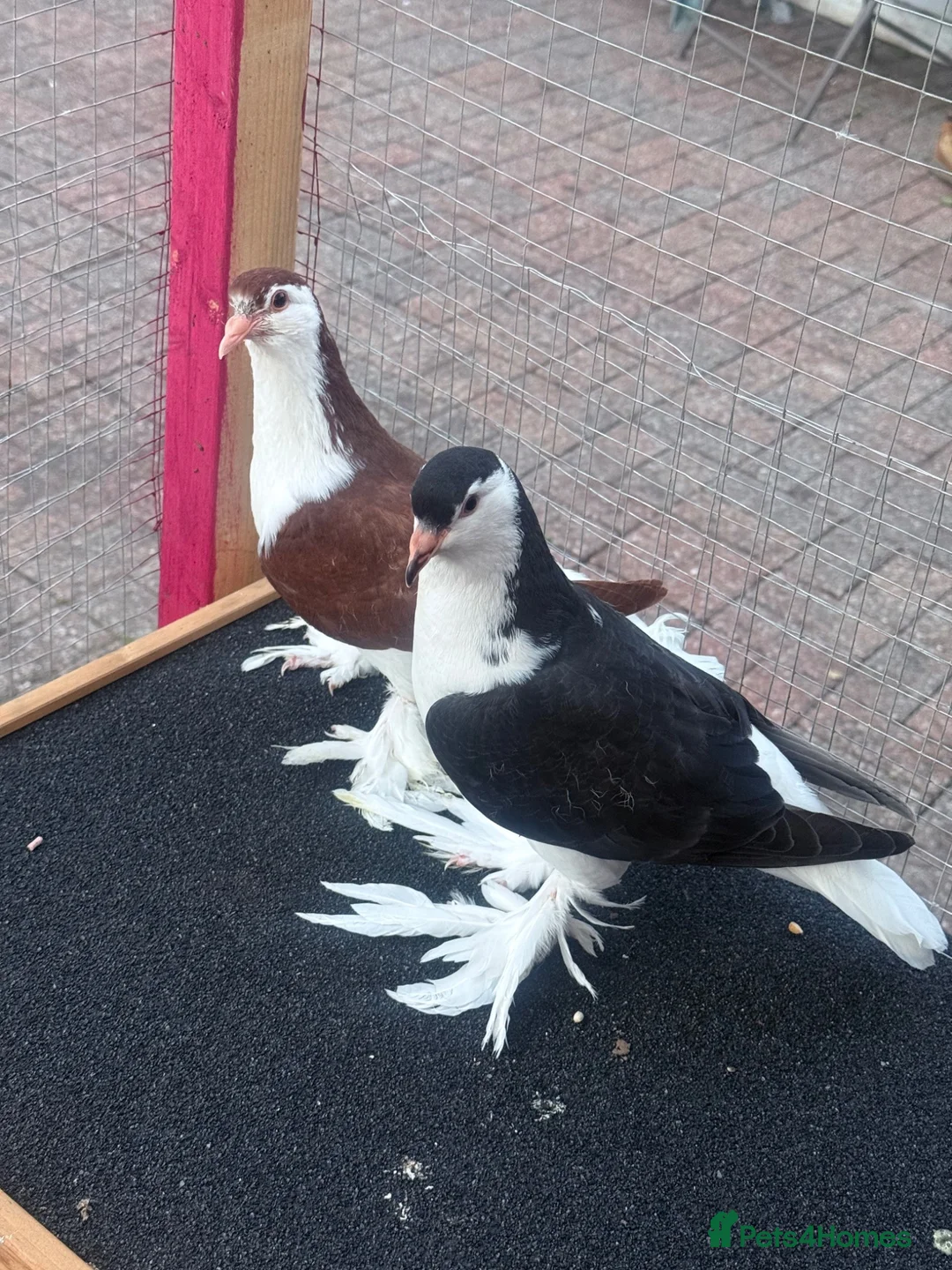 Pigeons birds for sale: Fantail  - Advert 3