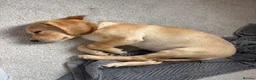 Cockerdor dogs for stud: Gorgeous cockerdor FOR STUD - Advert 25
