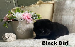 Chow Chow dogs for sale: 🌟Quality Chow Chow Puppies-ChampionLines🌟 - Image 3