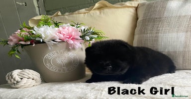 Chow Chow dogs - Advert 4