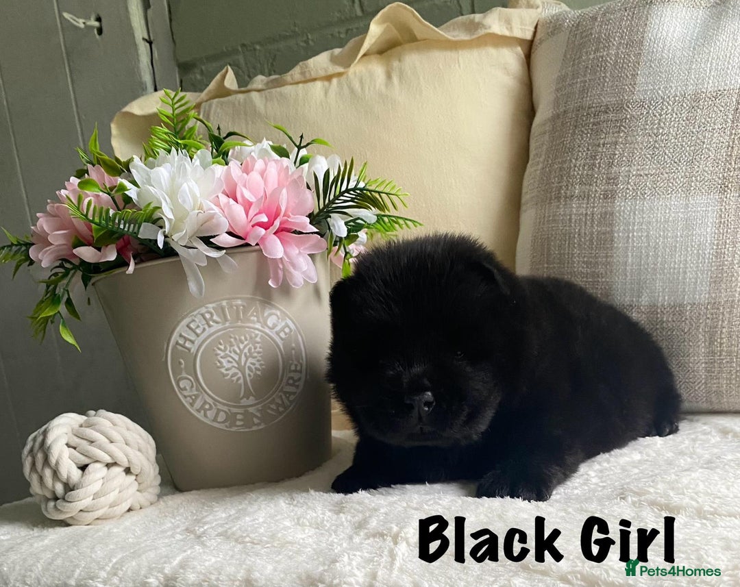 Chow Chow dogs for sale: 🌟Quality Chow Chow Puppies-ChampionLines🌟 - Image 3