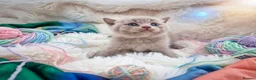 British Shorthair cats for sale: British shorthair pedigree kittens for sale  - Advert 4