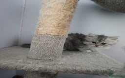 Devon Rex cats for sale: Munchkin x Devon rex  - Advert 9