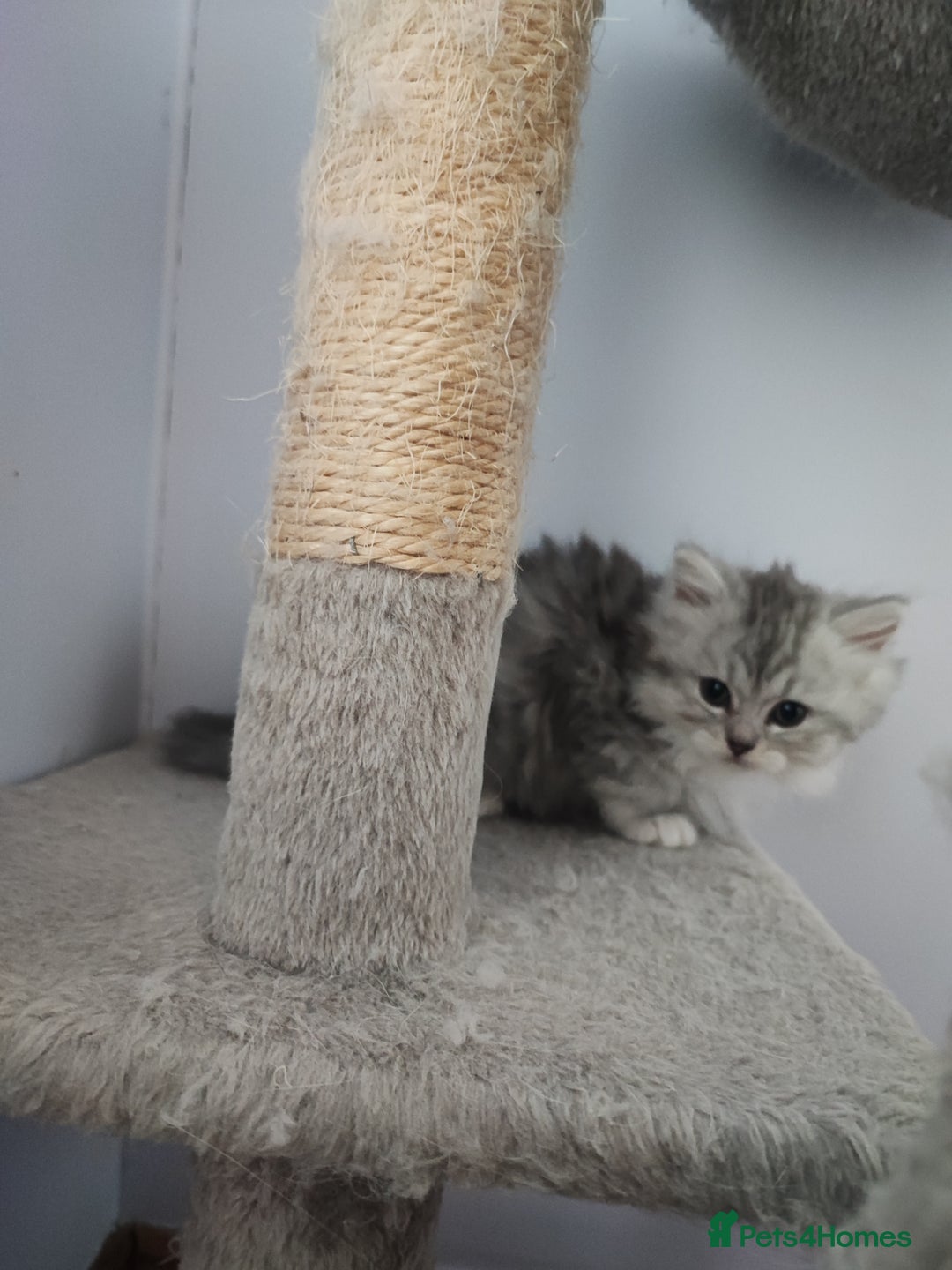 Devon Rex cats for sale: Munchkin x Devon rex  - Advert 9