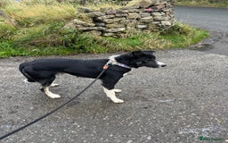 Border Collie dogs for sale: Border Collie  - Image 3