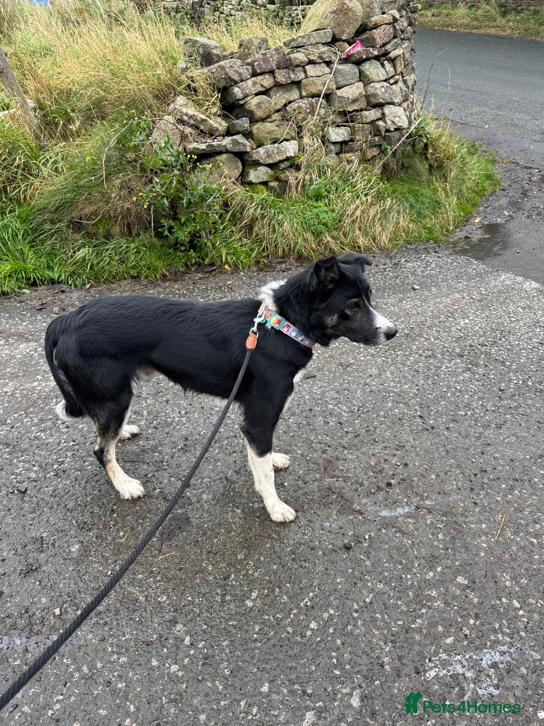 Border Collie dogs for sale: Border Collie  - Image 3