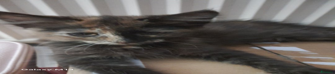 Mixed Breed Kitten 3