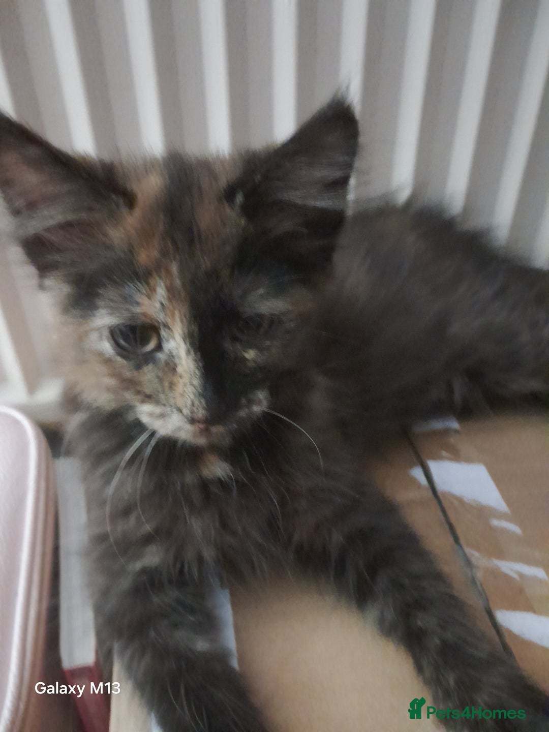 Mixed Breed cats for sale: 5 long hair maine coon mix kitten's. - Image 6