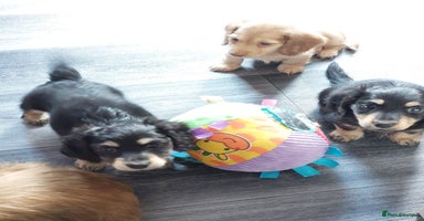 Miniature Dachshund dogs - Advert 10