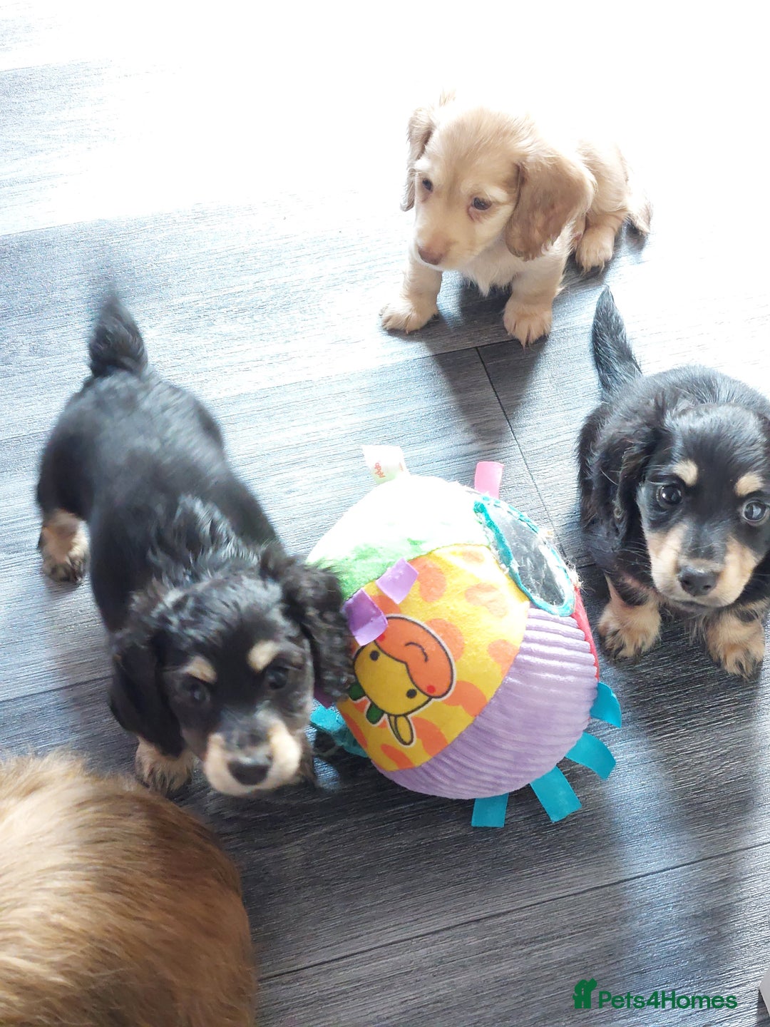 Miniature Dachshund dogs for sale: READY NOW BLACK & CREAM KC REG MINI L HAIRED DAXIS - Image 10