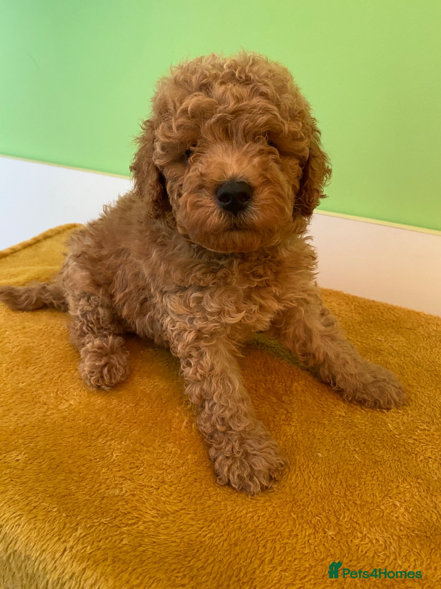 Toy Poodle dogs Toy poodle puppies - Advert 10