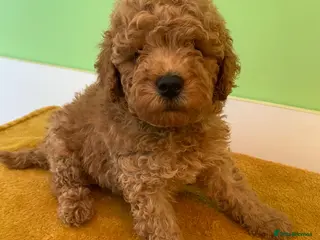 Toy Poodle dogs Toy poodle puppies - Advert 6