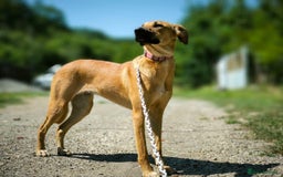 Mixed Breed dogs for adoption: 💖🐶 NIXIE 🐶💖 - Image 13