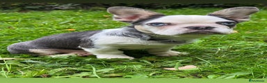 French Bulldog Puppy 2