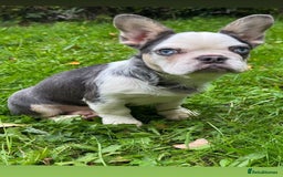 French Bulldog dogs for sale: Panda husky puppy’s  - Image 5