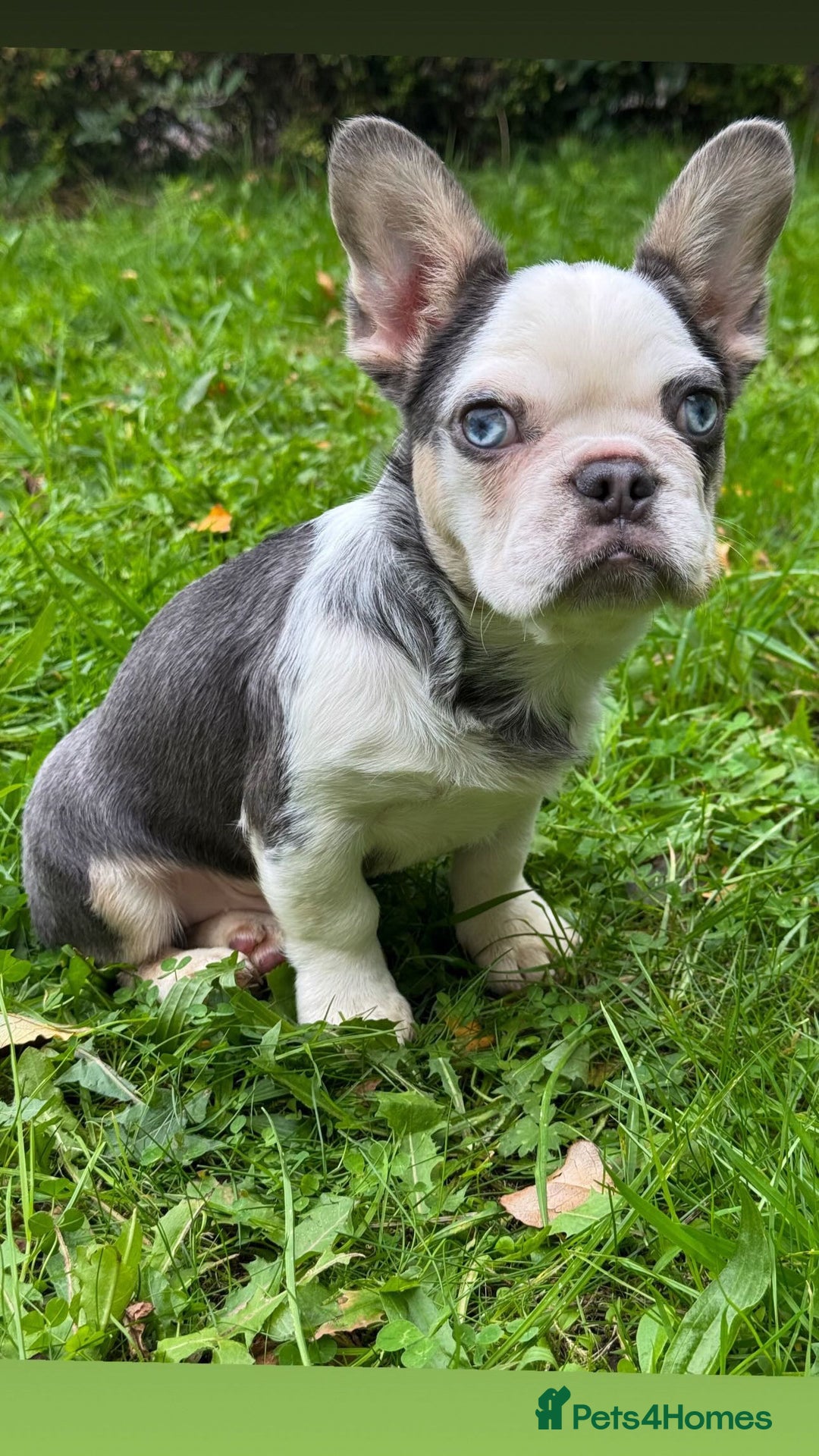 French Bulldog dogs for sale: Panda husky puppy’s  - Image 5