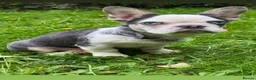 French Bulldog dogs for sale: Panda husky puppy’s  - Advert 6
