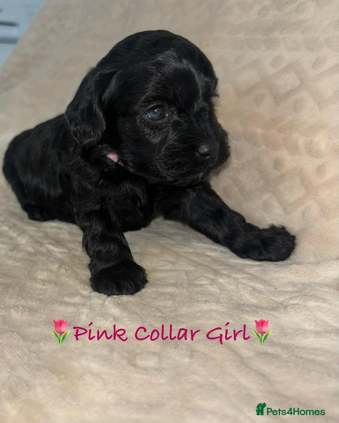 Cavapoo dogs for sale: Beautiful F1 Cavapoo Puppies  - Image 10