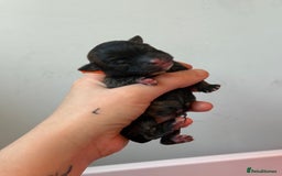 Mixed Breed dogs for sale: Mixed Breed Puppies - Image 7