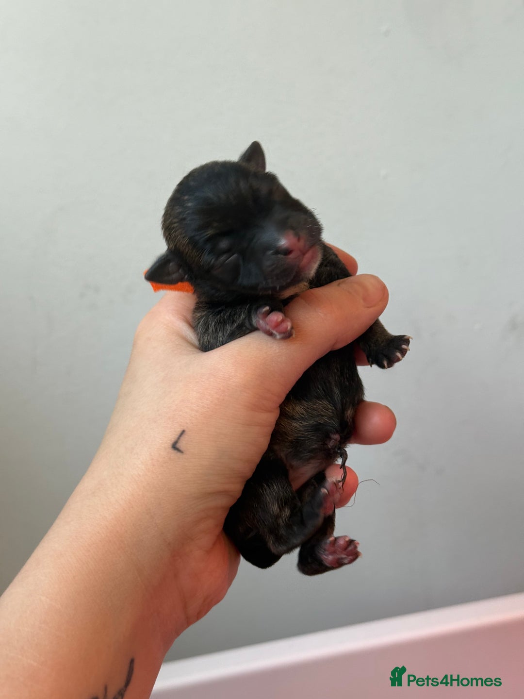 Mixed Breed dogs for sale: Mixed Breed Puppies - Image 7